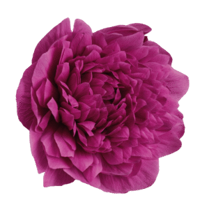 Anemone coronaria Levante® Fuchsia