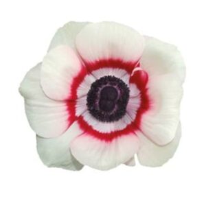 Anemone coronaria Mistral Plus® Bicolor