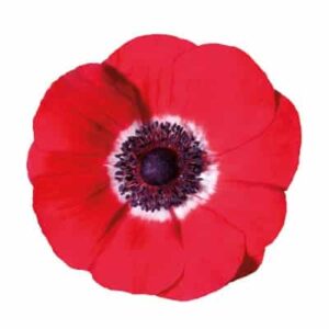 Anemone coronaria Mistral Plus® Red