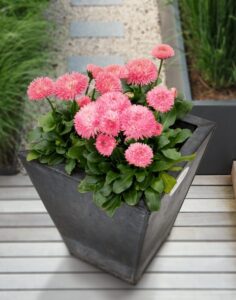 Bellis perenne Robella
