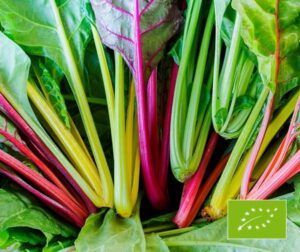 Beta vulgaris (acelga) Fuegos artificiales BIO