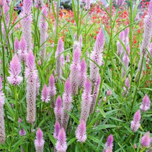 Celosia spicata Pluma de flamenco