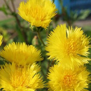 Centaurea suaveolens (moschata) Amarillo