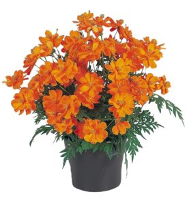 Cosmos sulphureus Kosmisk orange