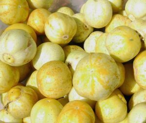 Cucumis sativus (Concombre) Citron