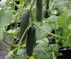 Cucumis sativus (Concombre) Lili F1