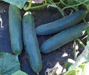 Cucumis sativus (Concombre) Politana F1