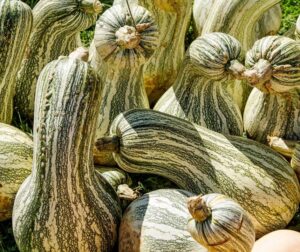 Cucurbita mixta (argyrosperma) Cushaw Green Striped