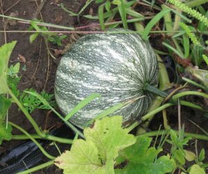 Cucurbita mixta (argyrosperma) Pepita