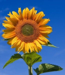 Helianthus delibes (Girasol) uniflorus giganteus