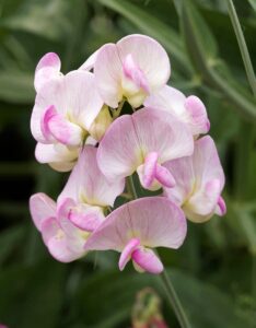 Lathyrus latifolius Rosa pärla