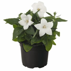Platycodon grandiflorus F1 Pop Star™ Blanc