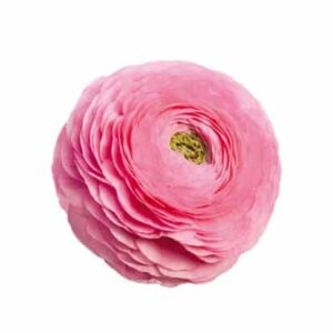Ranunculus asiaticus Elegance® Light Pink