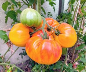 Tomat (Solanum lycopersicum) Ananas