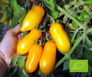 Tomate (Solanum lycopersicum) Jambes de banane BIOLOGIQUE
