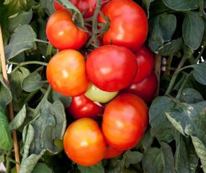 Tomat (Solanum lycopersicum) Big League F1