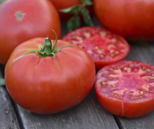 Tomat (Solanum lycopersicum) Bountiful F1