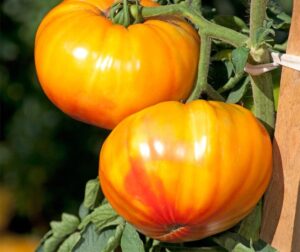 Tomat (Solanum lycopersicum) Buffalosun PhR F1