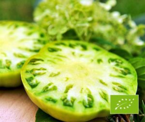 Tomat (Solanum lycopersicum) Vintergrön BIO