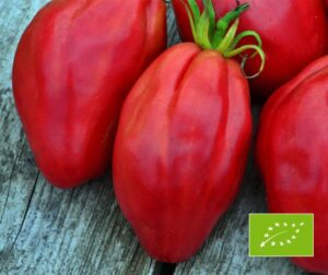 Tomat (Solanum lycopersicum) Fiammante BIO