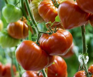 Tomat (Solanum lycopersicum) Gourmandia F1