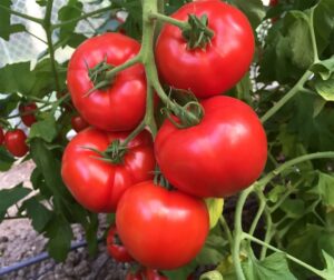 Tomat (Solanum lycopersicum) Jouvance F1