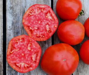 Tomat (Solanum lycopersicum) Mountain Merit PhR F1