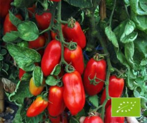 Tomate (Solanum lycopersicum) San Marzano BIO