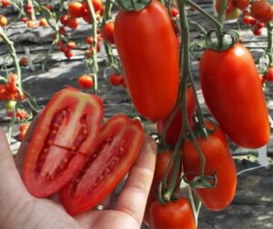 Tomate (Solanum lycopersicum) Sanmaro F1