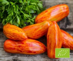 Tomate (Solanum lycopersicum) Striped Roman BIO