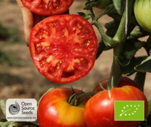 Tomat (Solanum lycopersicum) Vivagrande PhR BIO