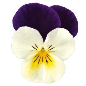 Viola cornuta F1 Admire® Ala blanca púrpura