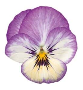 Viola cornuta F1 Grandissimo Bleu Glacé