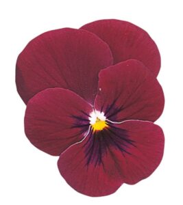 Viola cornuta F1 Grandissimo Rosa con Ojo