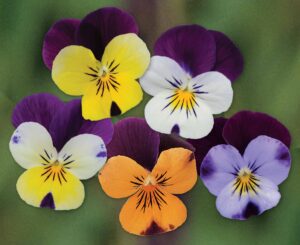 Viola cornuta F1 Sorbet® XP Jump Up-blandning