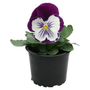 Viola wittrockiana F₁ Cats® Plus Lila &amp; Vit