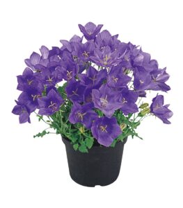 Campanula carpatica Clips azul profundo