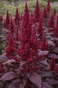 Amaranthus cruentus Cortinas de Terciopelo