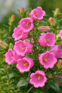 Campanule moyenne Rose carmin simple