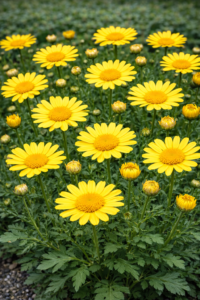 Chrysanthemum segetum Helios