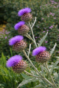 Cynara cardunculus (cardo)