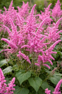 Limonium suworowii