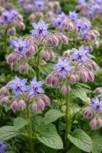 Borago officinalis (Borraja) BIO