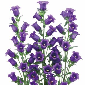 Campanula mediana F1 Champion Blue