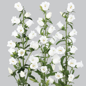 Campanula medium F1 Champion Blanc