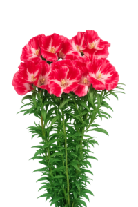 Godetia grandiflora (Clarkia amoena) F1 Grace Red