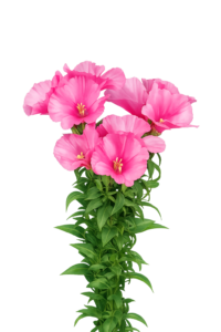 Godetia grandiflora (Clarkia amoena) F1 Grace Lavande