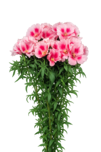 Godetia grandiflora (Clarkia amoena) F1 Grace Rose Rosa