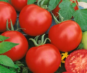Tomat (Solanum lycopersicum) Karla
