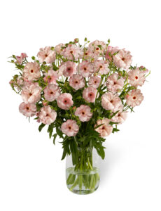 Ranunculus Butterfly™ Venus®
